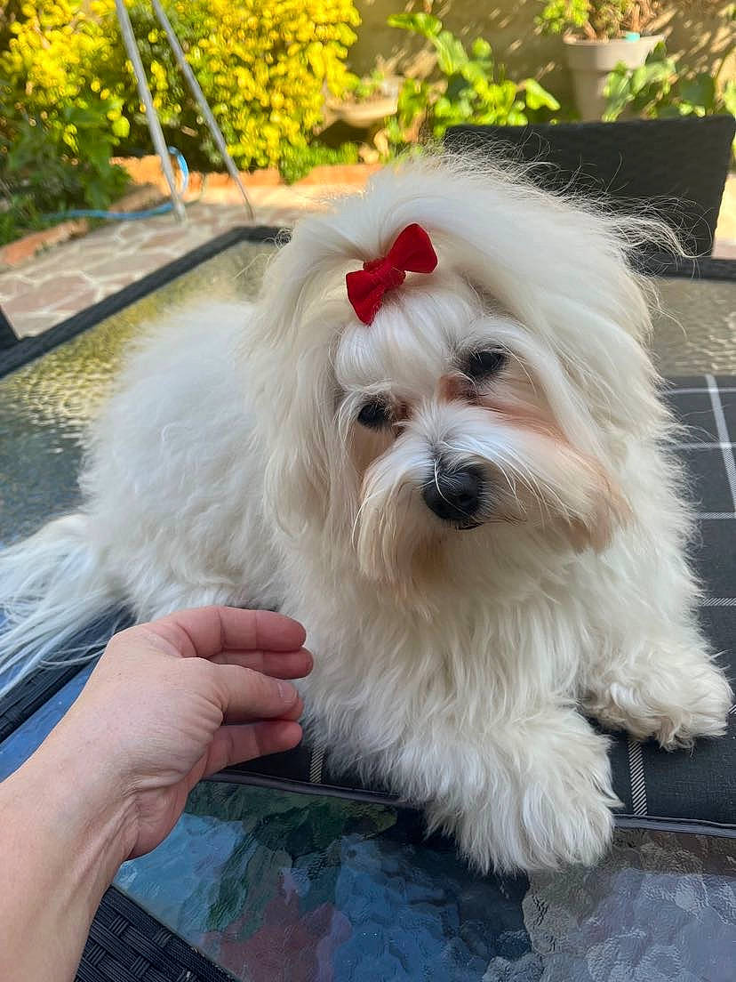 Topaze a rejoint le concours — aidez-le/la à gagner de superbes lots ! biewer_terrier, canidae, carnivore, companion_dog, dog, dog_breed, dog_supply, fawn, fur, liver, mal_shi, maltepoo, non_sporting_group, shih_tzu, small_terrier, snout, sporting_group, terrier, toy_dog, working_animal