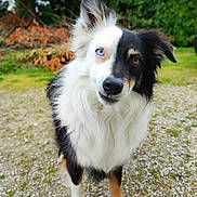 Milo a rejoint le concours — aidez-le/la à gagner de superbes lots ! dog, border_collie, heterochromia, blue_eye, brown_eye, fur, pet, animal, outdoor, grass, gravel, greenery, curious, standing, portrait, nature, ears, snout, white_fur, black_fur