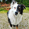 dog, border_collie, heterochromia, blue_eye, brown_eye, fur, pet, animal, outdoor, grass, gravel, greenery, curious, standing, portrait, nature, ears, snout, white_fur, black_fur