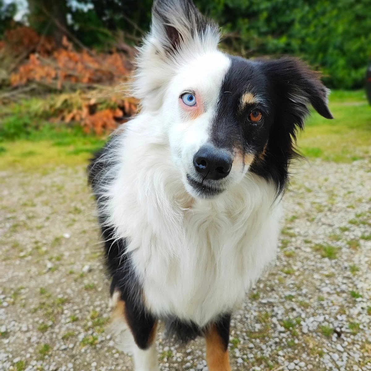 Milo a rejoint le concours — aidez-le/la à gagner de superbes lots ! dog, border_collie, heterochromia, blue_eye, brown_eye, fur, pet, animal, outdoor, grass, gravel, greenery, curious, standing, portrait, nature, ears, snout, white_fur, black_fur