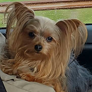 Rocky is registered to the contest to win money with this photo: dog, small_dog, long_hair, fluffy, golden_brown, pet, animal, portrait, close_up, sitting, lying_down, car_interior, vehicle, window, outdoors, greenery, face, eyes, nose, fur