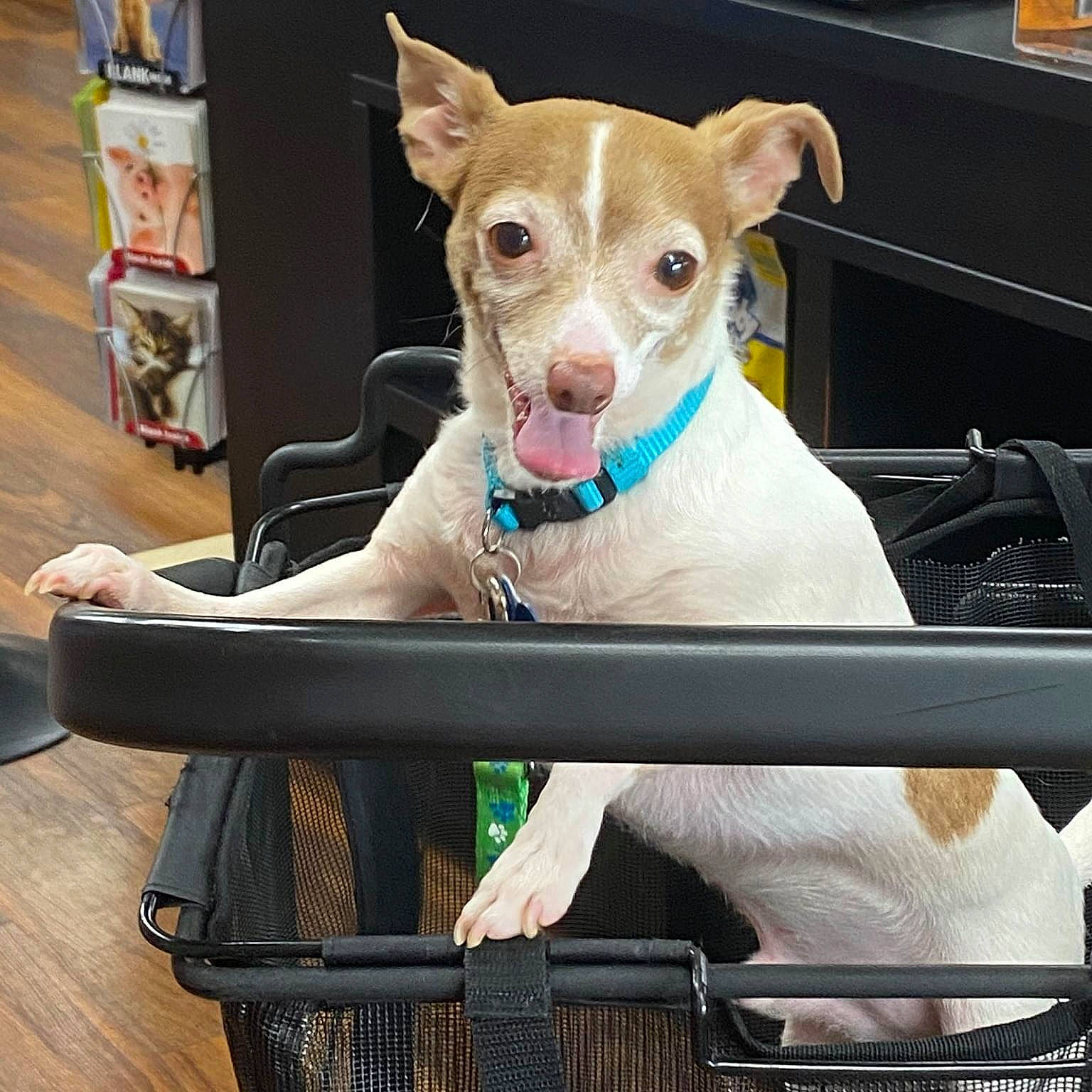 Rocket joined the competition — help win amazing prizes! armrest, canidae, carnivore, collar, comfort, companion_dog, dog, dog_breed, dog_collar, dog_supply, fawn, laminate_flooring, outdoor_furniture, pet_supply, snout, sporting_group, whiskers, wood_flooring, working_animal, working_dog