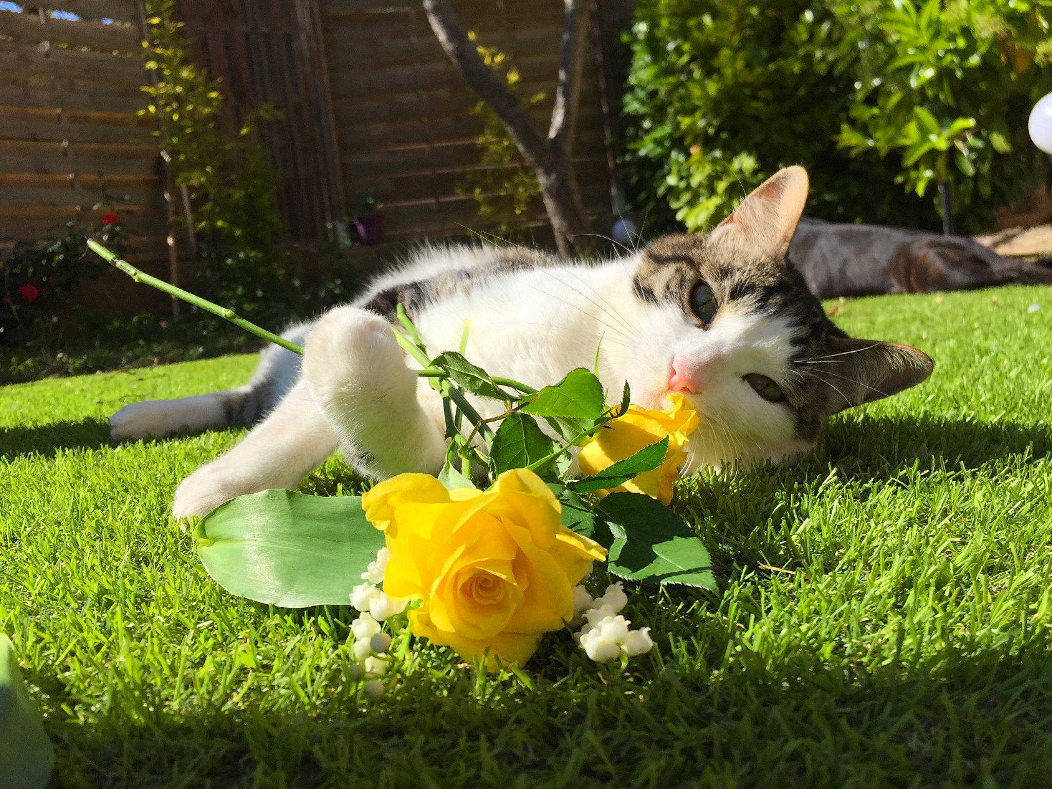 Kovu participe au concours pour gagner de l'argent avec cette photo : aegean_cat, carnivore, cat, domestic_short_haired_cat, european_shorthair, fawn, felidae, flower, garden, grass, kitten, lawn, plant, ragdoll, shrub, small_to_medium_sized_cats, tail, turkish_van, whiskers