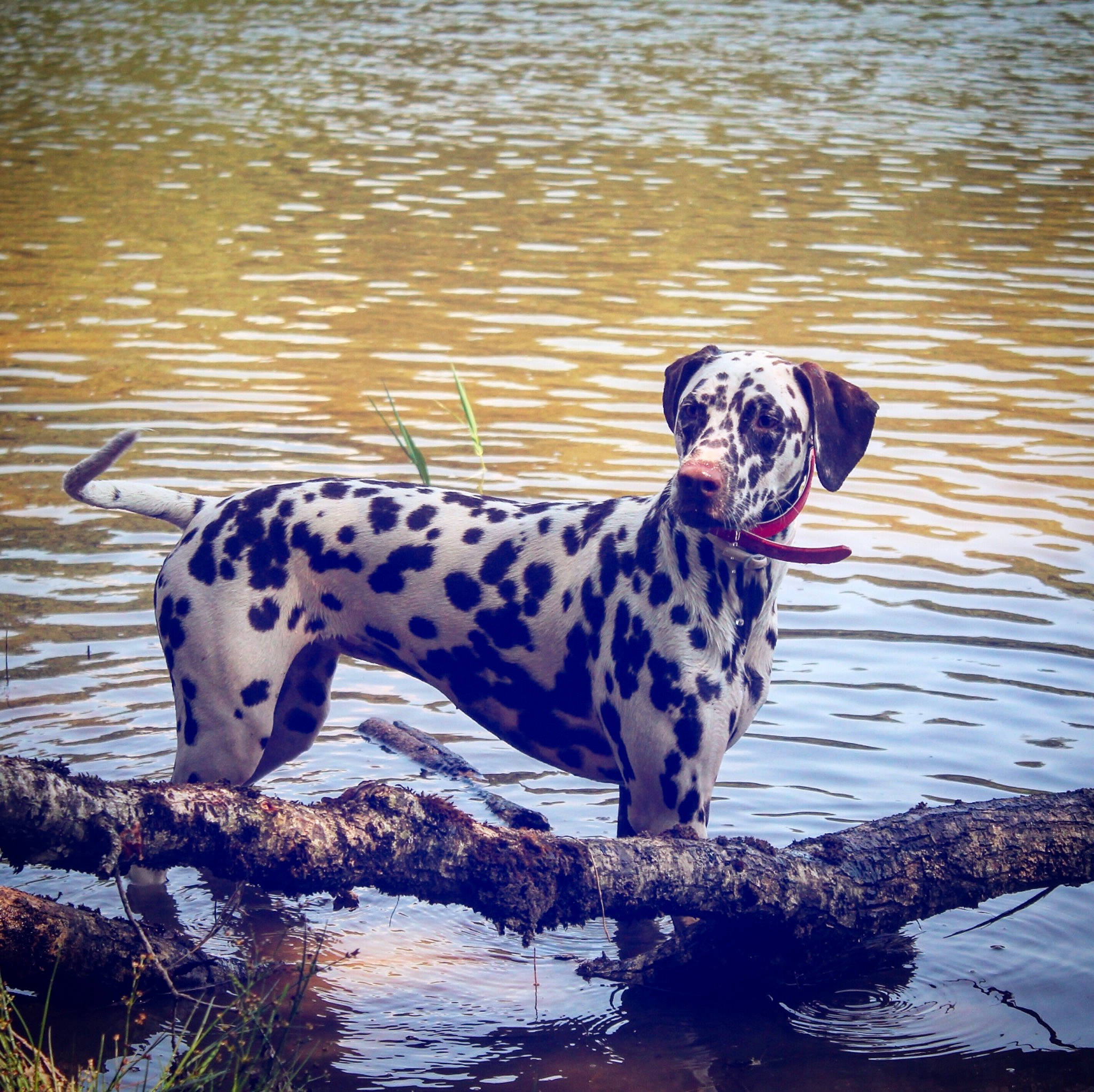 Naïka a rejoint le concours — aidez-le/la à gagner de superbes lots ! canidae, carnivore, dalmatian, dog, dog_breed, fawn, mammal, non_sporting_group, reflection, sporting_group, vertebrate, water, wildlife