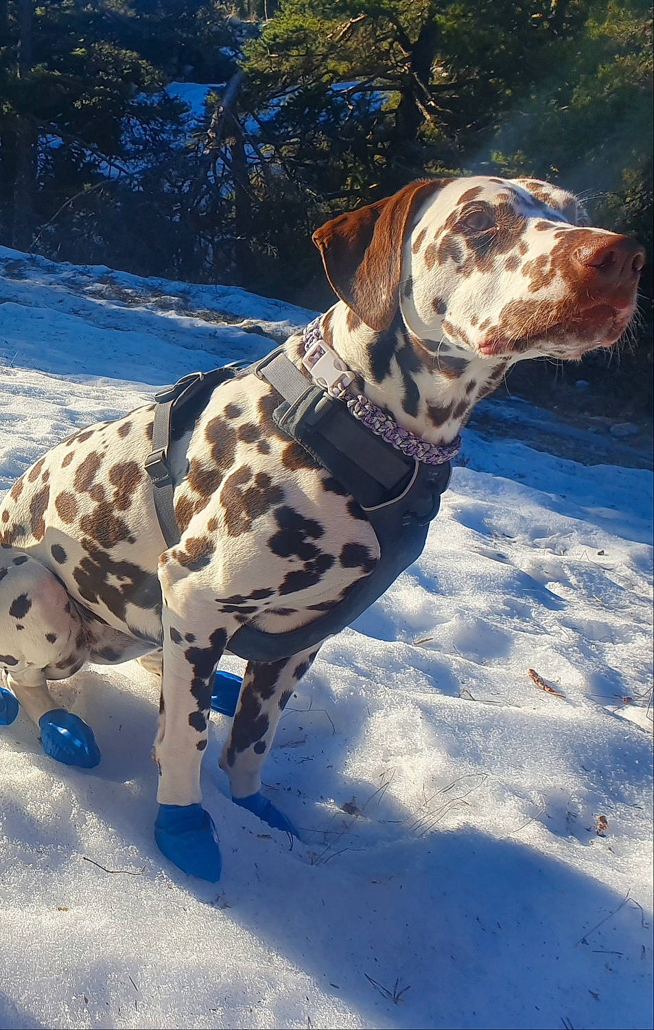 Naïka a rejoint le concours — aidez-le/la à gagner de superbes lots ! canidae, carnivore, dalmatian, dog, dog_breed, fawn, great_dane, louisiana_catahoula_leopard_dog, mammal, non_sporting_group, sporting_group, vertebrate