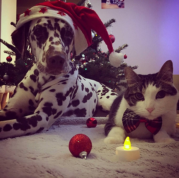 Naïka participe au concours pour gagner de l'argent avec cette photo : ball, canidae, carnivore, cat, christmas, christmas_eve, christmas_ornament, dalmatian, dog, dog_breed, felidae, great_dane, mammal, non_sporting_group, play, pointer, small_to_medium_sized_cats, snout, sporting_group, whiskers