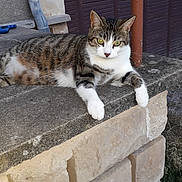 Noisette a rejoint le concours — aidez-le/la à gagner de superbes lots ! aegean_cat, american_wirehair, asian, carnivore, cat, domestic_short_haired_cat, dragon_li, european_shorthair, eye, felidae, kitten, mammal, ojos_azules, polydactyl_cat, small_to_medium_sized_cats, snapshot, tabby_cat, tree, whiskers, wild_cat