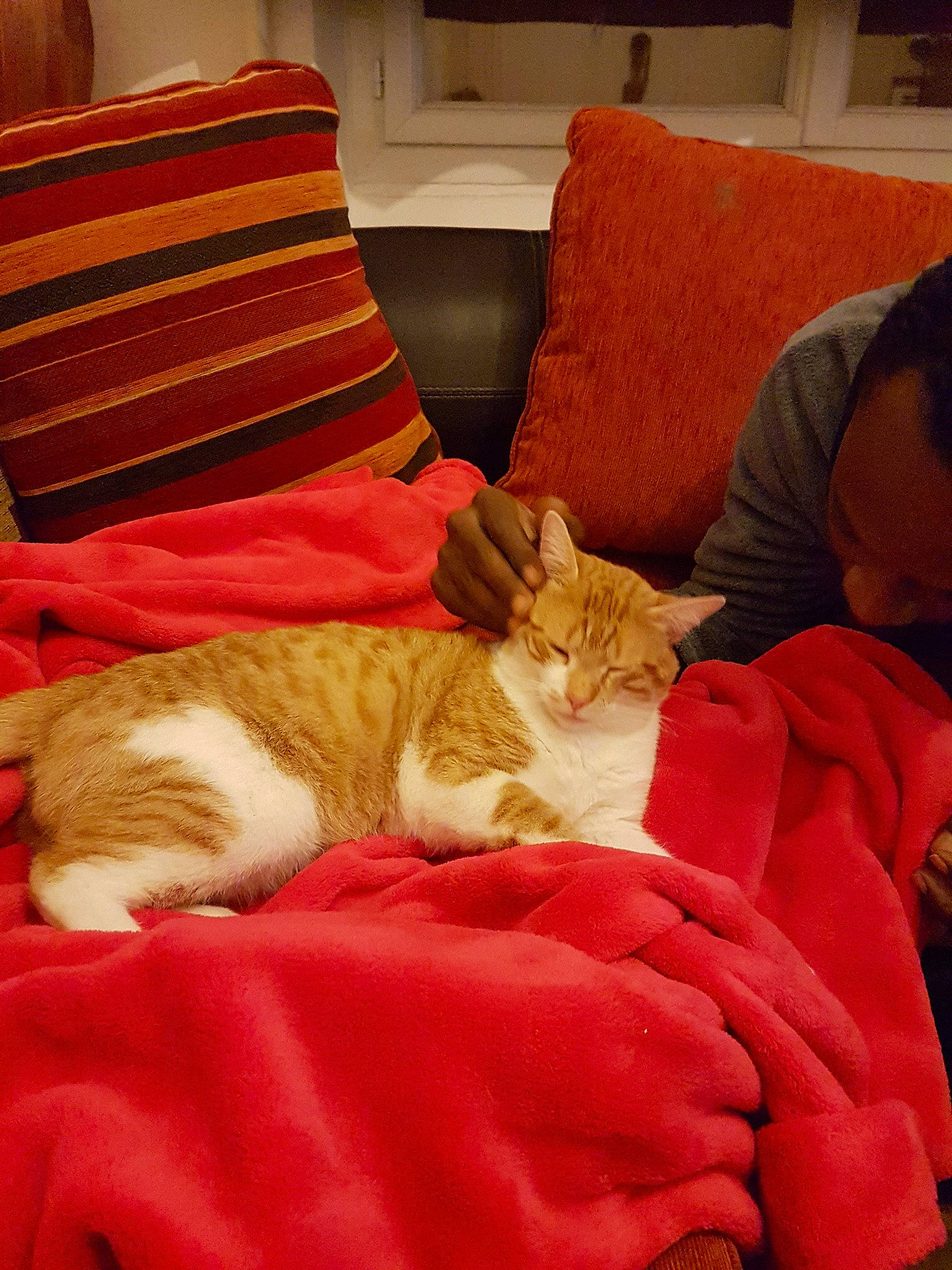 Nitro a rejoint le concours — aidez-le/la à gagner de superbes lots ! asian, carnivore, cat, comfort, couch, felidae, fur, kitten, lap, nap, paw, room, sleep, small_to_medium_sized_cats, whiskers