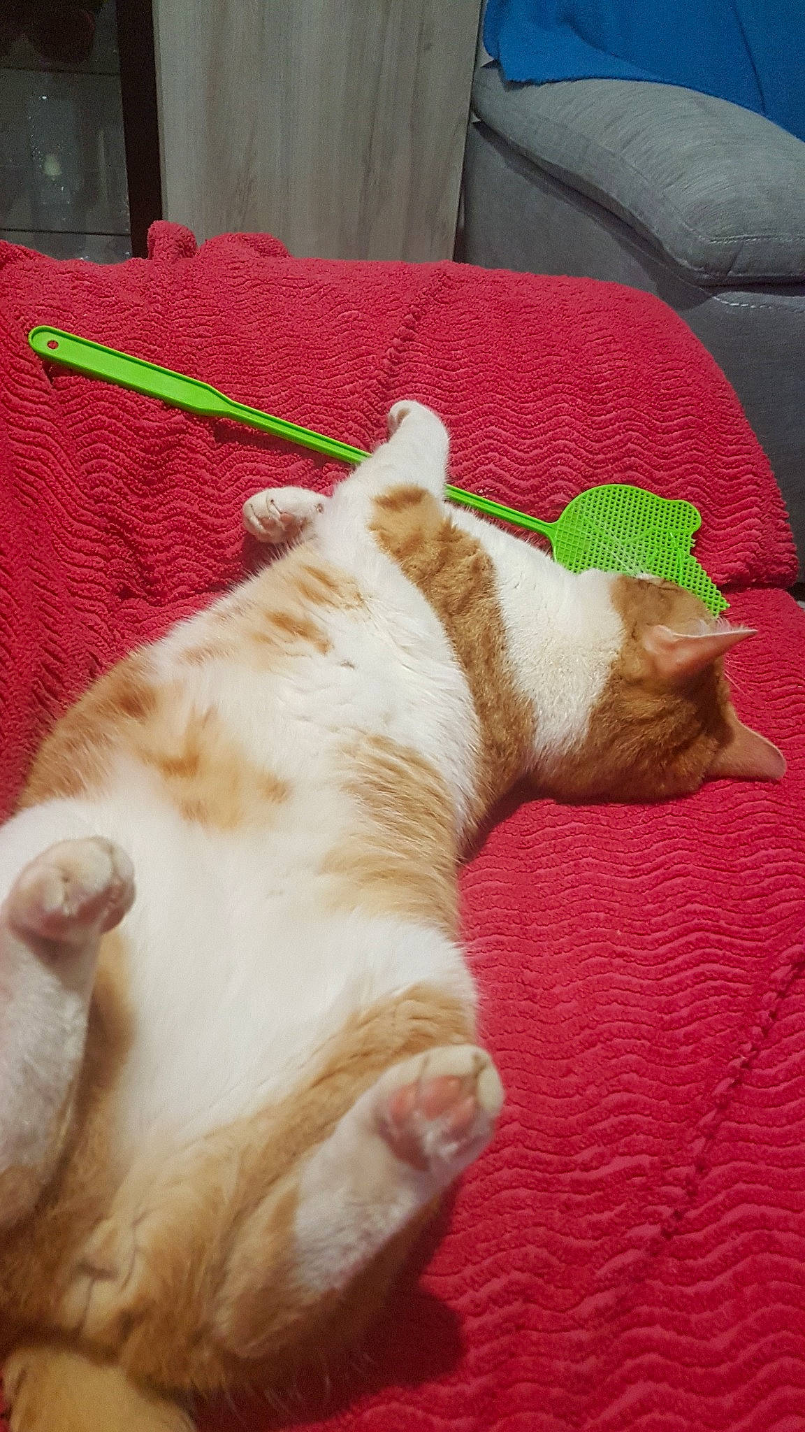 Nitro a rejoint le concours — aidez-le/la à gagner de superbes lots ! carnivore, cat, ear, fawn, felidae, nap, small_to_medium_sized_cats, snout, tail, whiskers