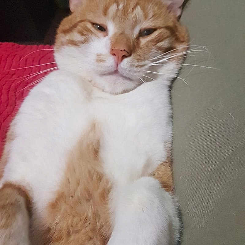 Nitro