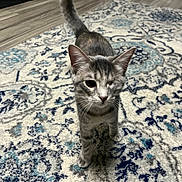 Bluebell is registered to the contest to win money with this photo: cat, kitten, one-eyed, pet, indoor, carpet, patterned_rug, flooring, tail_up, feline, animal, cute, small, walking, curious, domestic, striped, gray, young, whiskers