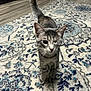 cat, kitten, one-eyed, pet, indoor, carpet, patterned_rug, flooring, tail_up, feline, animal, cute, small, walking, curious, domestic, striped, gray, young, whiskers