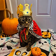 Holmes joined the competition — help win amazing prizes! animal, blanket, cape, cat, costume, crown, cute, decor, domestic_cat, feline, festive, halloween, holiday, indoor, orange, pet, portrait, pumpkin, sitting, tabby_cat
