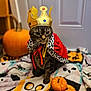 animal, blanket, cape, cat, costume, crown, cute, decor, domestic_cat, feline, festive, halloween, holiday, indoor, orange, pet, portrait, pumpkin, sitting, tabby_cat