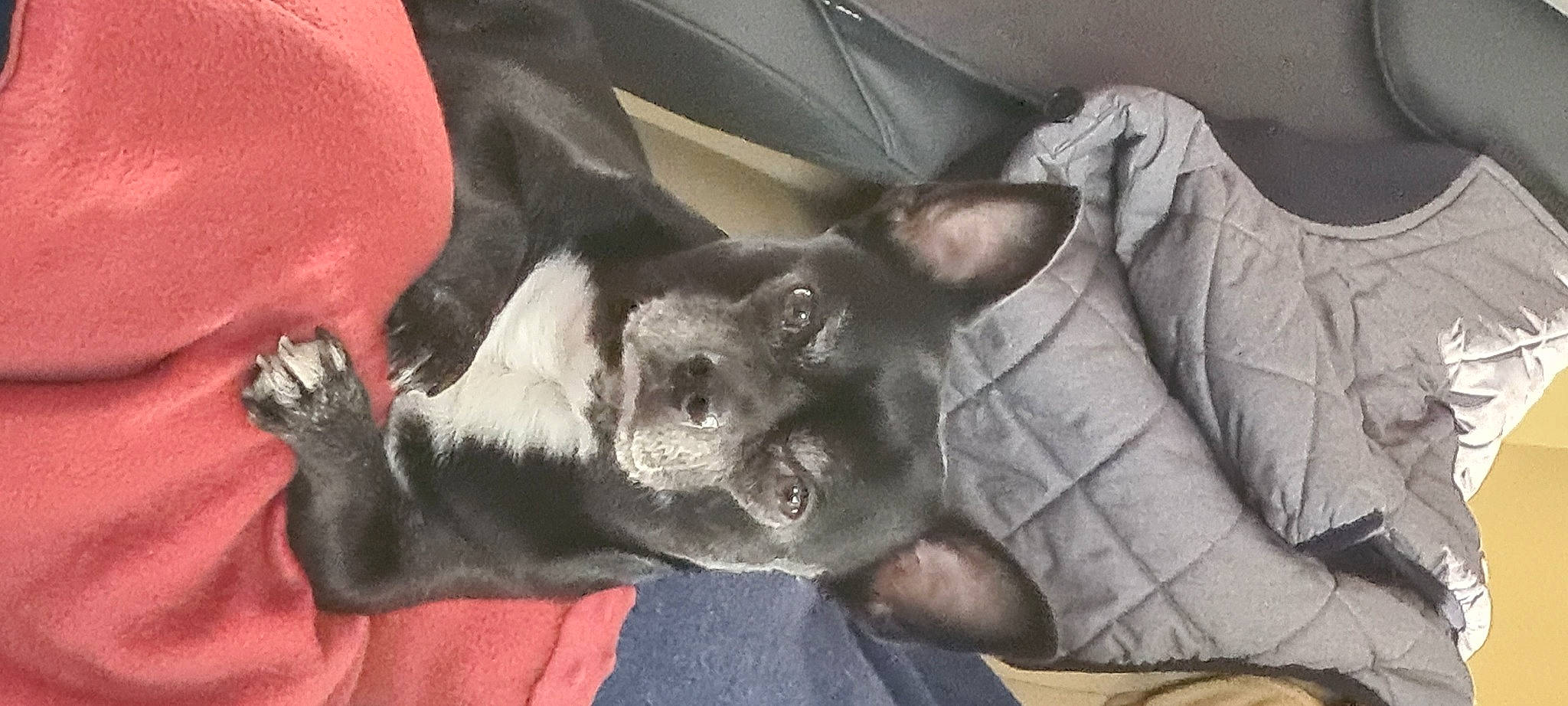 Poppy participe au concours pour gagner de l'argent avec cette photo : canidae, carnivore, comfort, companion_dog, couch, dog, dog_breed, ear, fawn, felidae, foot, fur, grey, jaw, paw, snout, sporting_group, tail, whiskers, working_animal