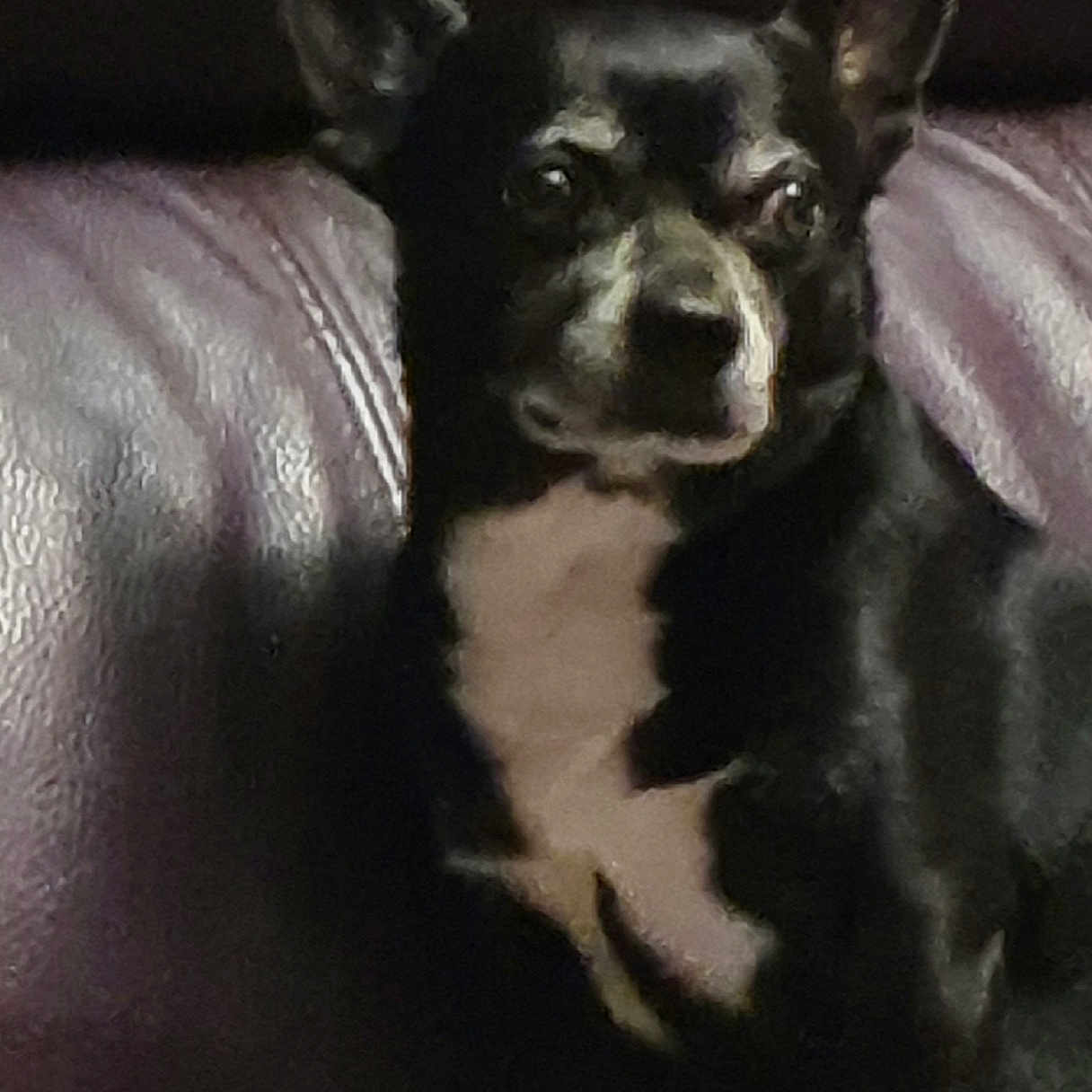 Poppy