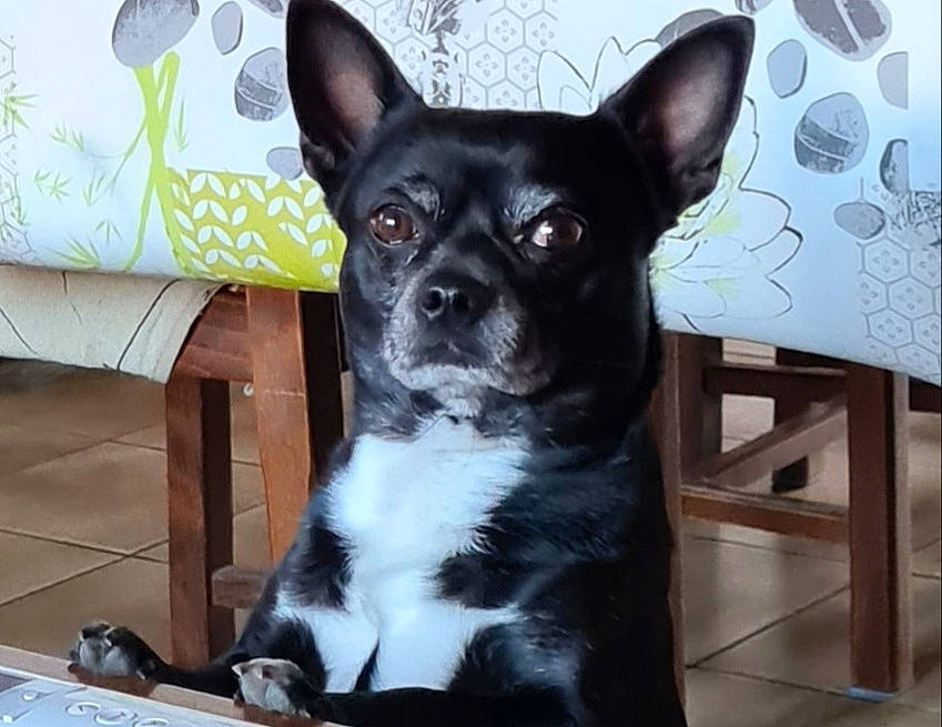 Poppy participe au concours pour gagner de l'argent avec cette photo : canidae, carnivore, comfort, companion_dog, dog, dog_breed, dog_supply, fawn, fur, non_sporting_group, snout, sporting_group, terrestrial_animal, toy_dog, whiskers, working_animal, working_dog