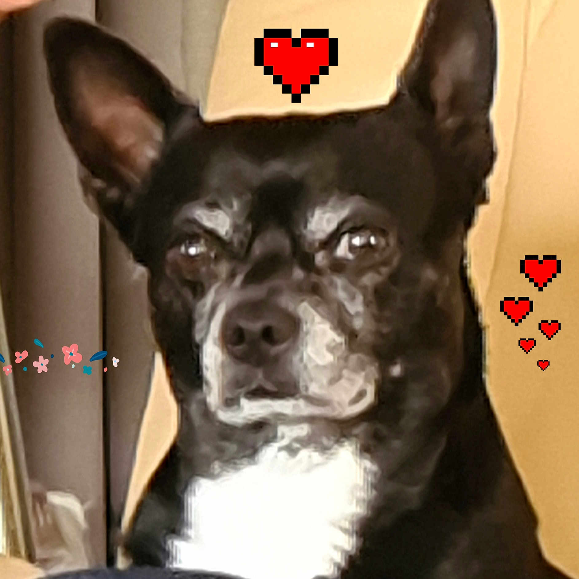 Poppy a rejoint le concours — aidez-le/la à gagner de superbes lots ! adorable, affection, animal, black_dog, canine, closeup, companion, cute, dog, ears_up, expression, furry, heart_graphic, indoor, looking_away, love, pet, pixel_hearts, portrait, white_chest