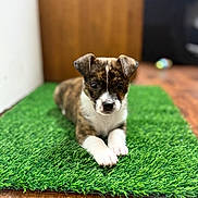 Sir Duke joined the competition — help win amazing prizes! animal, artificial_grass, blurred_background, brindle_coat, cute, dog, domestic, ears, fur, green_mat, indoor, looking_at_camera, lying_down, nose, pet, puppy, whiskers, white_paws, wooden_floor, young_dog