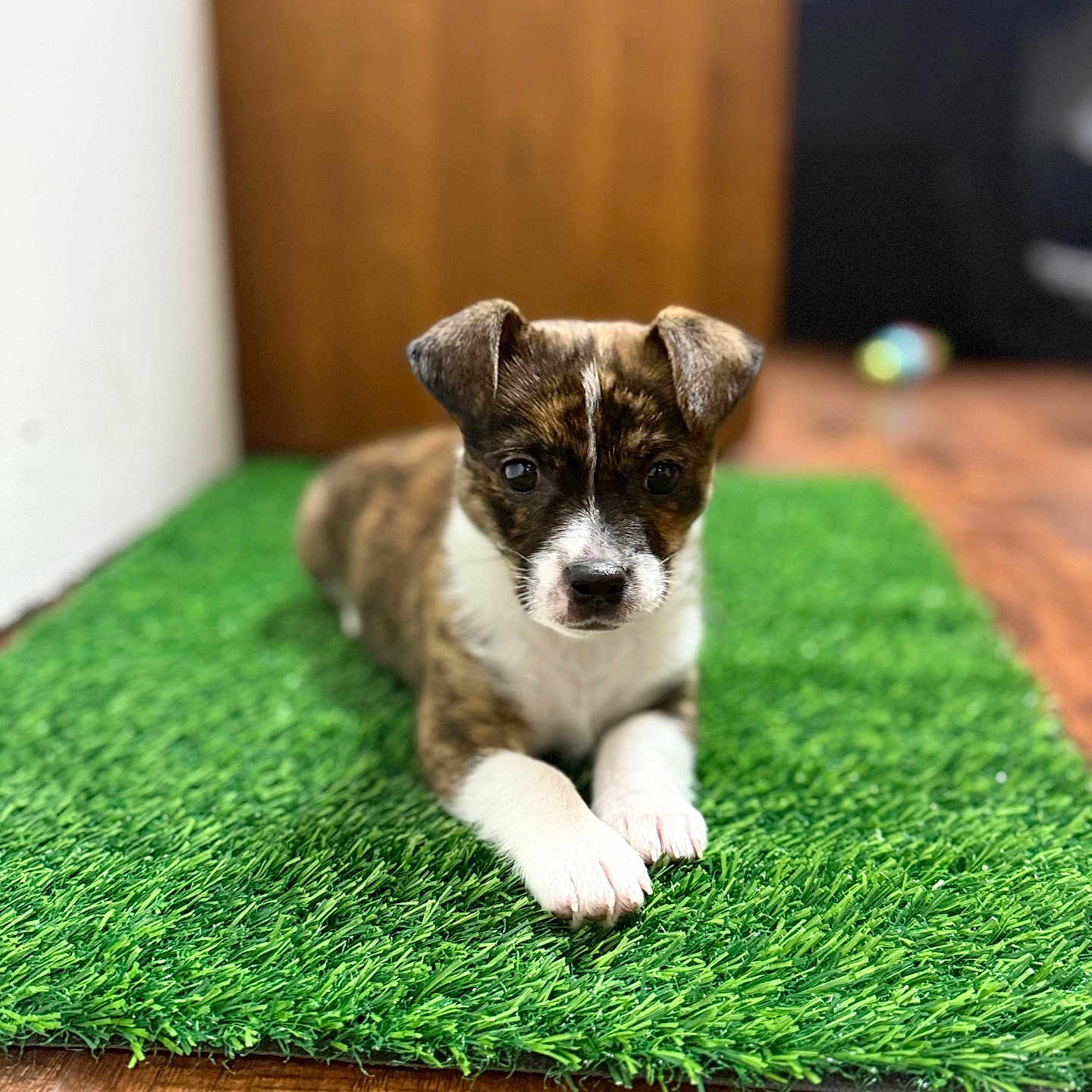 Sir Duke joined the competition — help win amazing prizes! animal, artificial_grass, blurred_background, brindle_coat, cute, dog, domestic, ears, fur, green_mat, indoor, looking_at_camera, lying_down, nose, pet, puppy, whiskers, white_paws, wooden_floor, young_dog