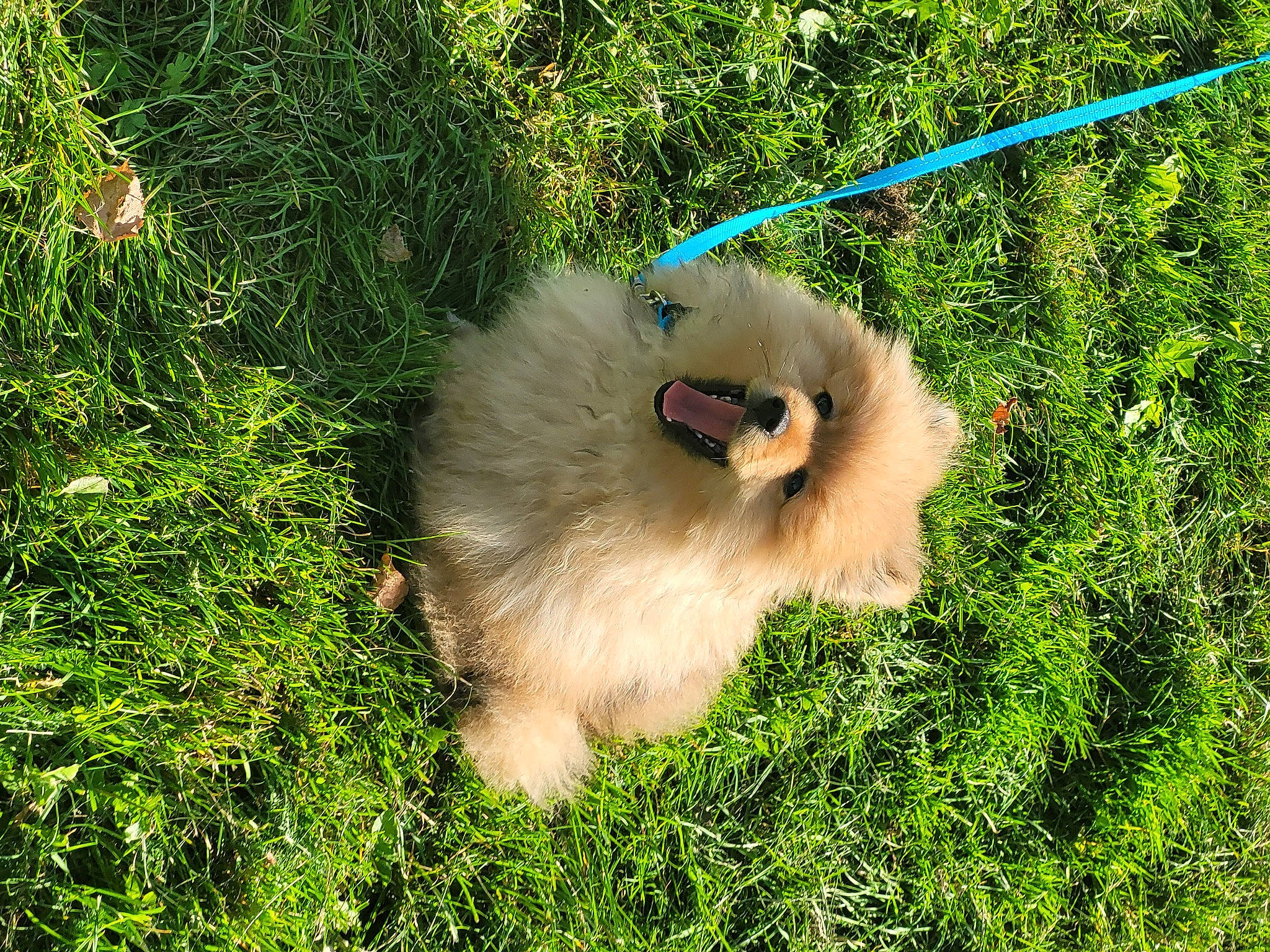 Usko a rejoint le concours — aidez-le/la à gagner de superbes lots ! beak, bird_of_prey, canidae, companion_dog, dog_breed, event, fawn, fur, german_spitz, german_spitz_klein, gibbon, grass, grassland, macaque, primate, snout, spitz, tail, terrestrial_animal, terrestrial_plant