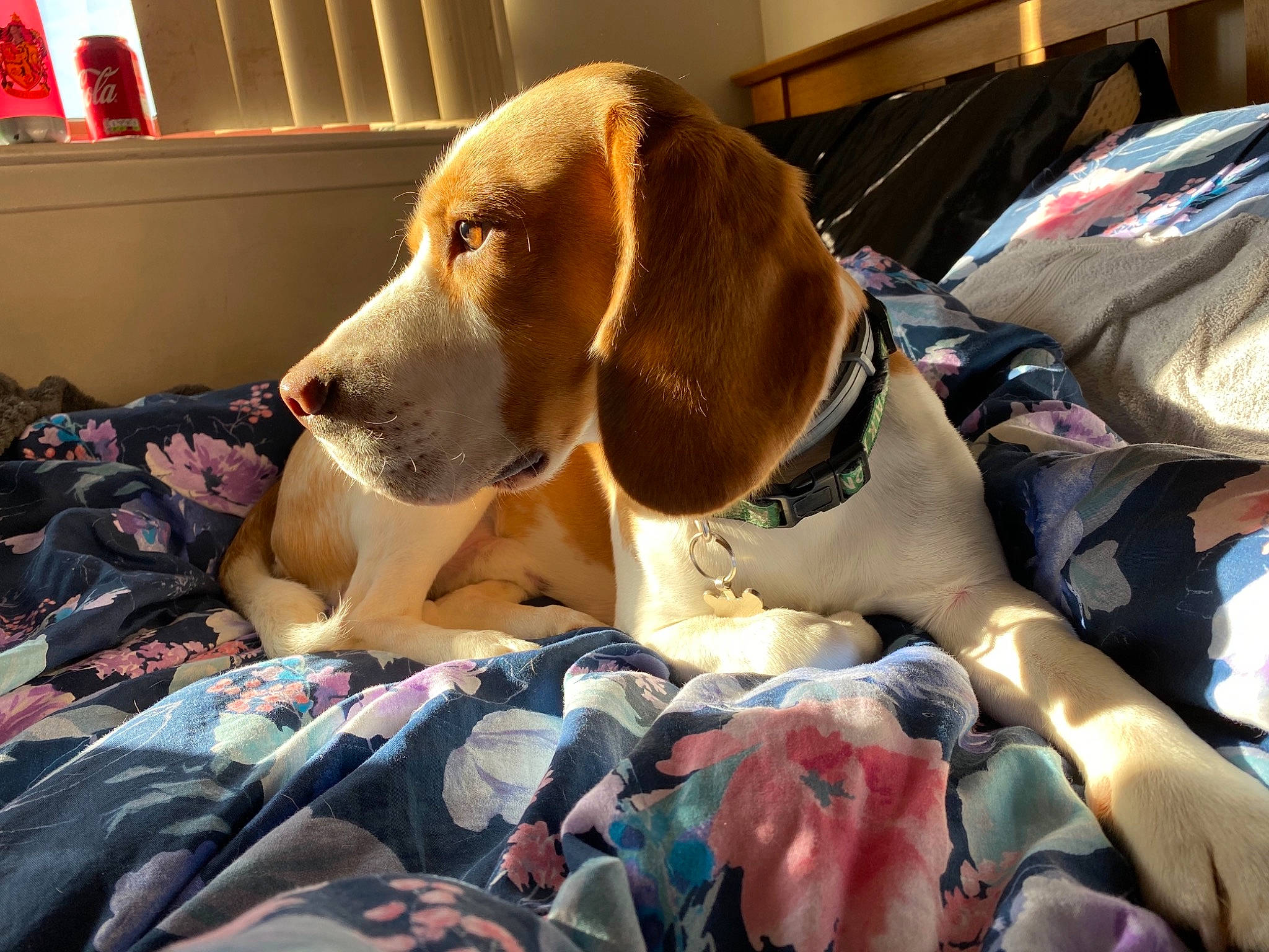 Hamish is registered to the contest to win money with this photo: canidae, carnivore, collar, comfort, companion_dog, dog, dog_breed, dog_collar, dog_supply, fawn, hound, hunting_dog, liver, non_sporting_group, pet_supply, puppy, scent_hound, snout, sporting_group, working_animal
