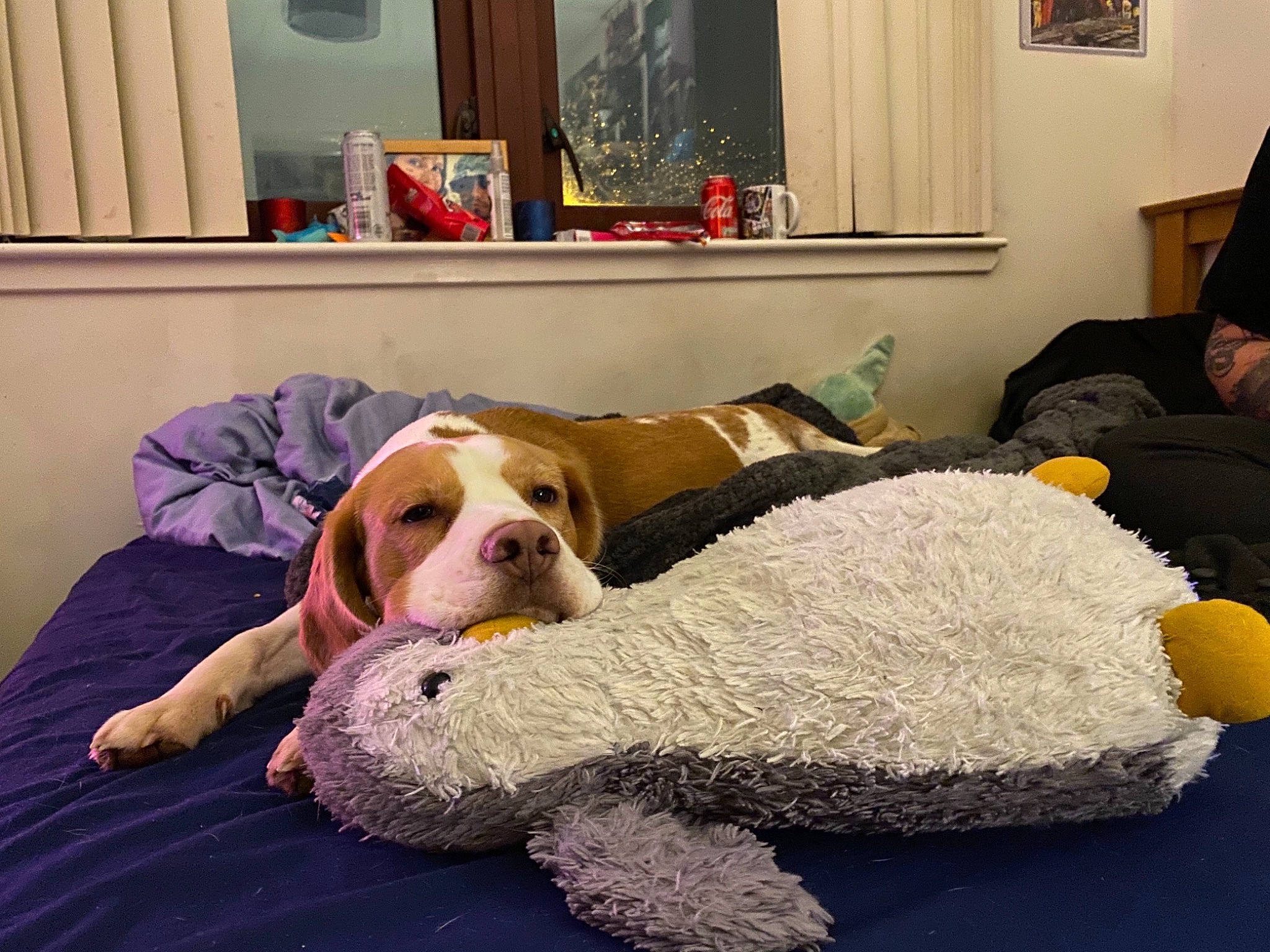 Hamish is registered to the contest to win money with this photo: canidae, carnivore, comfort, companion_dog, couch, dog, dog_breed, fawn, flooring, fur, houseplant, linens, living_room, picture_frame, room, snout, sporting_group, stuffed_toy, toy, window