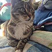 Gamora is registered to the contest to win money with this photo: cat, tabby_cat, pet, animal, whiskers, green_eyes, striped_fur, sitting, crossed_paws, portrait, close_up, indoors, blanket, bed, stuffed_animals, plush_toys, cozy, soft_lighting, home, alert