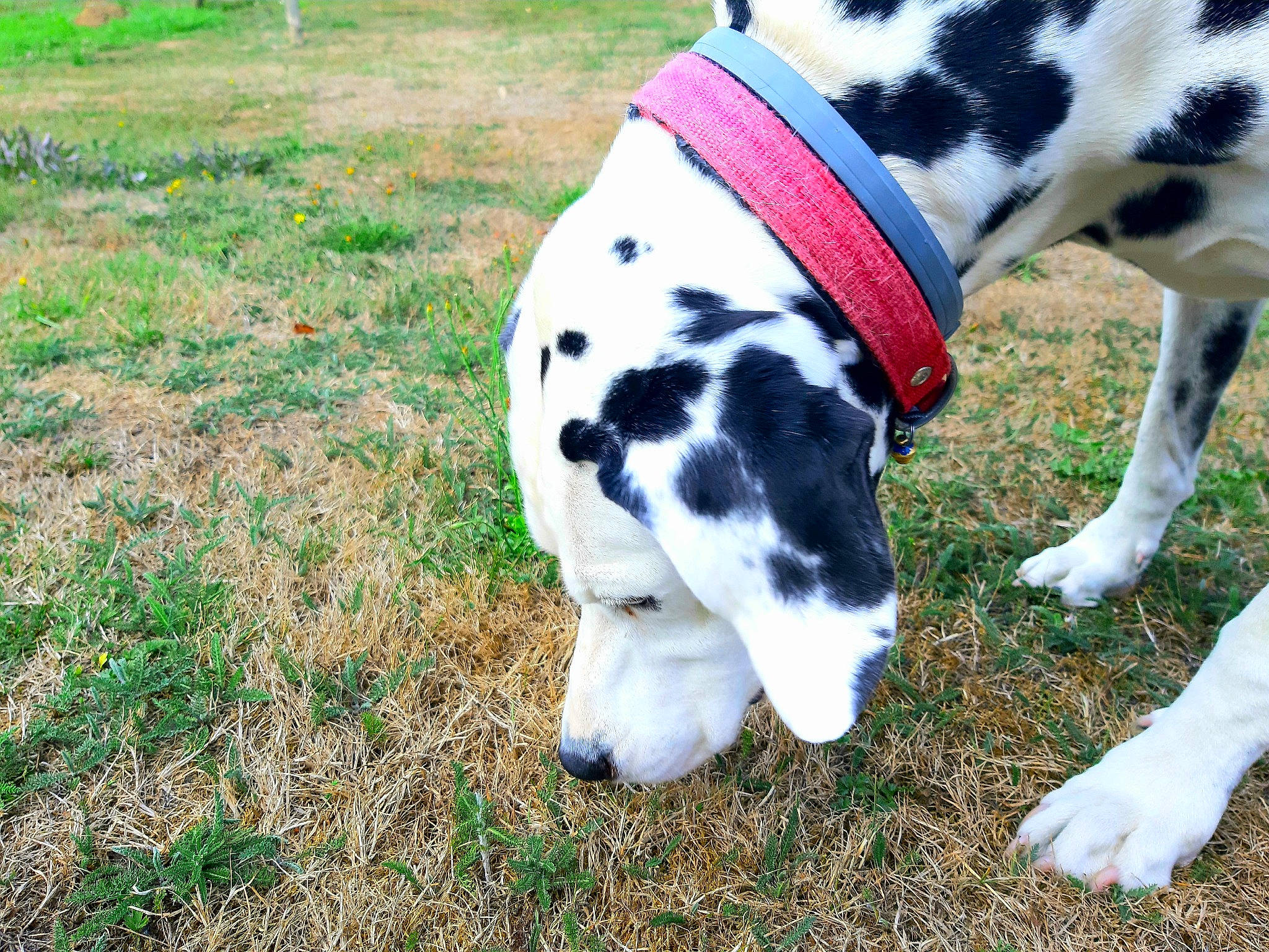 Gala participe au concours pour gagner de l'argent avec cette photo : canidae, carnivore, companion_dog, dalmatian, dog, dog_breed, grass, great_dane, mammal, non_sporting_group, plant, snout, sporting_group, tail, working_dog