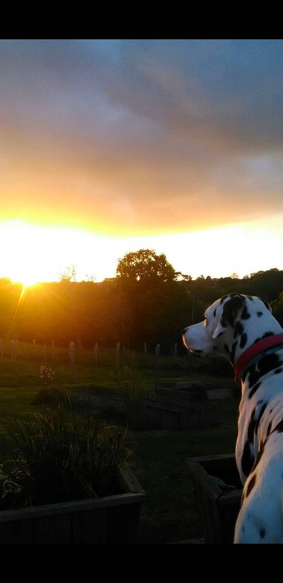 Gala participe au concours pour gagner de l'argent avec cette photo : backlighting, canidae, carnivore, cloud, dalmatian, dog, dog_breed, evening, great_dane, guard_dog, morning, non_sporting_group, pointer, sky, sporting_group, sunlight, sunrise, sunset, working_dog