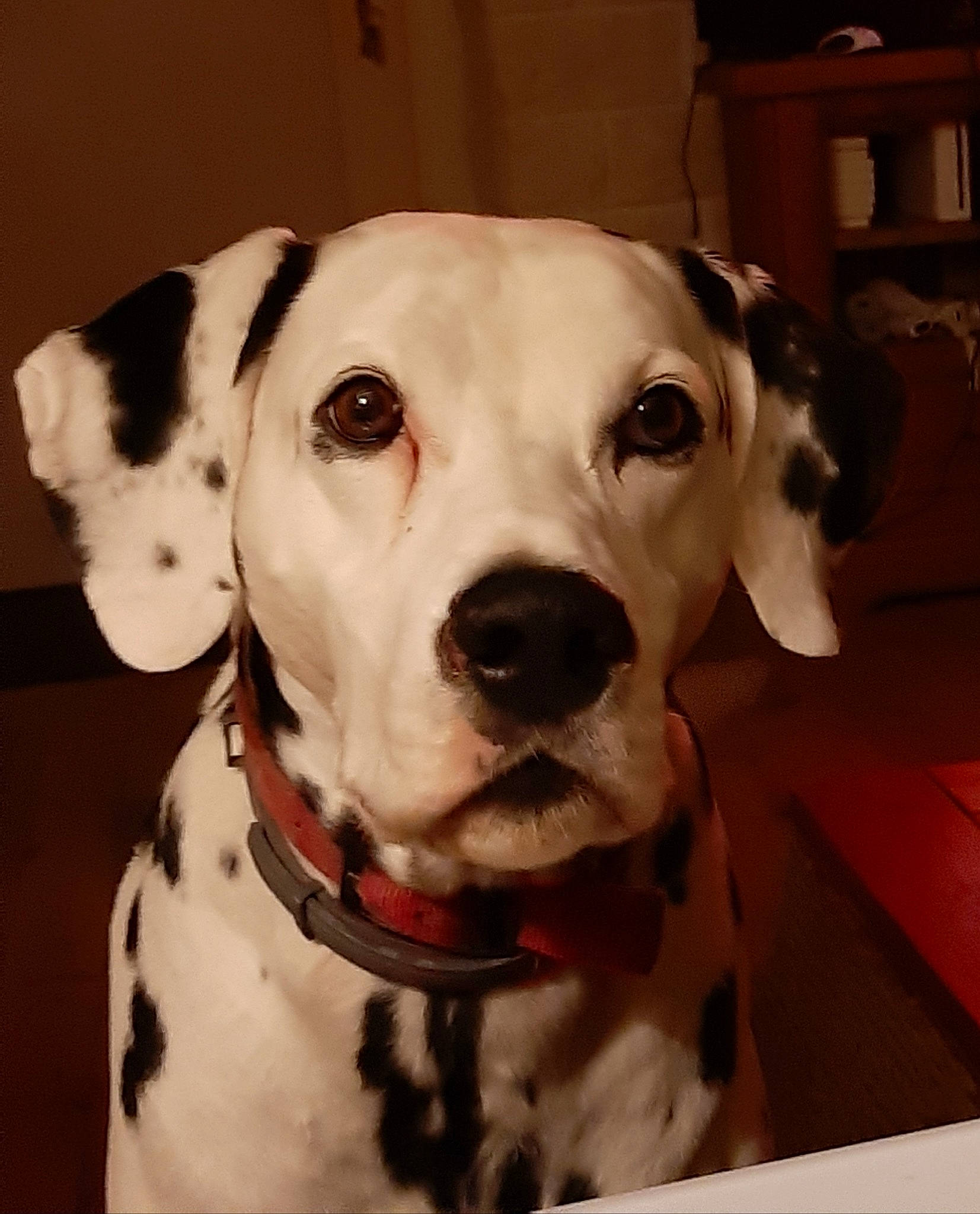 Gala a rejoint le concours — aidez-le/la à gagner de superbes lots ! canidae, carnivore, dalmatian, dog, dog_breed, ear, fawn, mammal, non_sporting_group, pointer, rare_breed_dog, snout, sporting_group, vertebrate, whiskers, working_dog