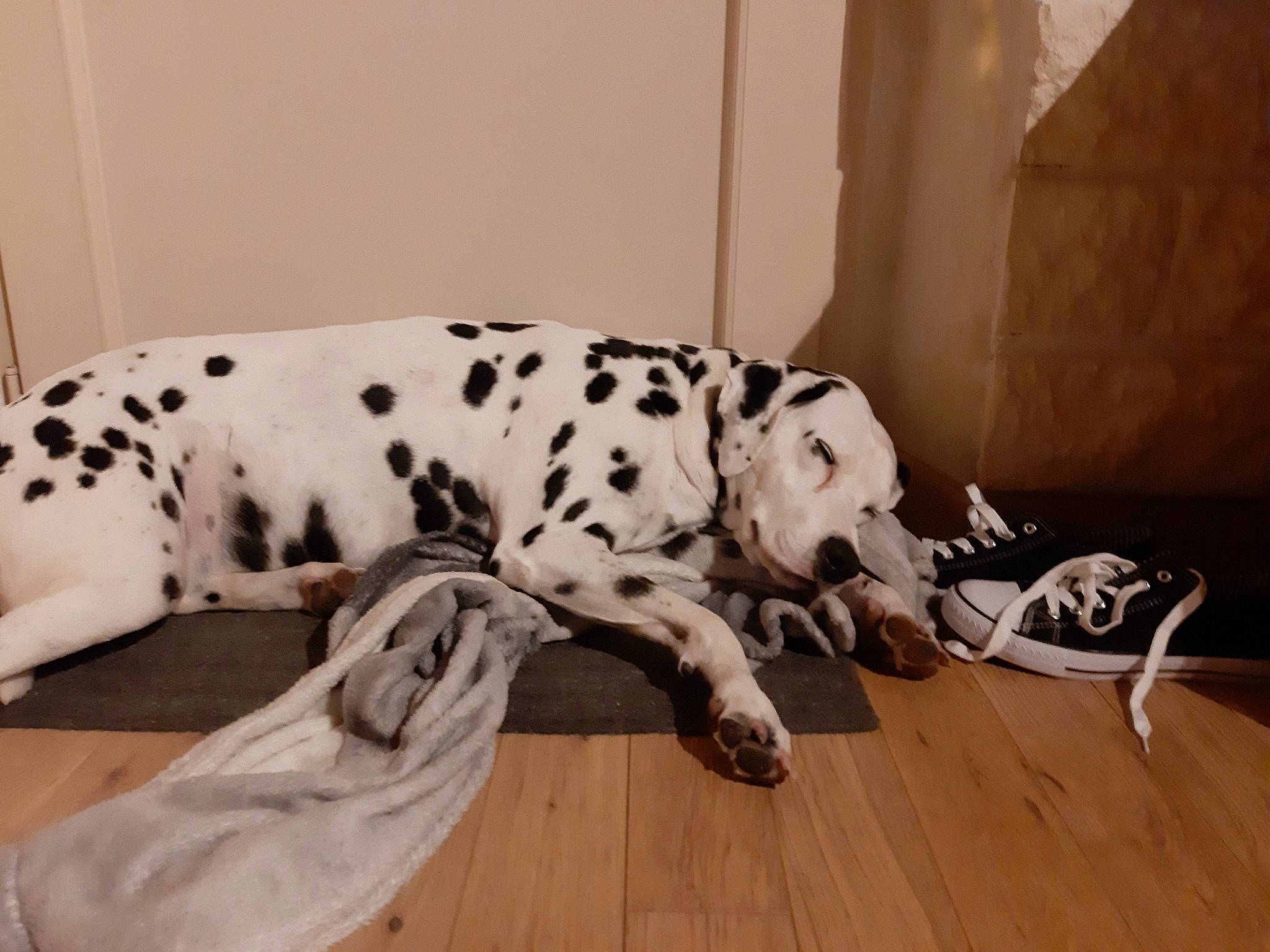 Gala a rejoint le concours — aidez-le/la à gagner de superbes lots ! canidae, carnivore, companion_dog, dalmatian, dog, dog_breed, fawn, great_dane, mammal, non_sporting_group, snout, sporting_group