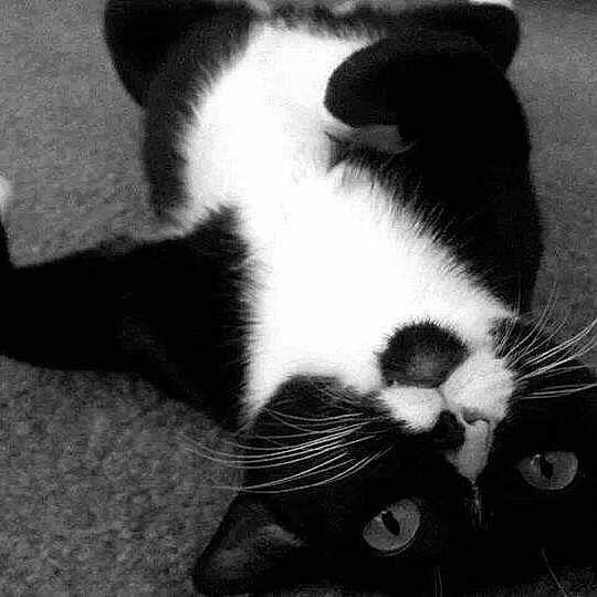 Bo