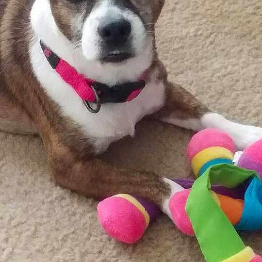 Bayla