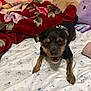 Chicharrón is registered to the contest to win money with this photo: dog, small_dog, bed, blanket, plush_toy, sleepy, yawning, indoor, pet_clothing, black_shirt, fur, animal, cute, resting, cozy, paw, snout, ears, bedroom, comfort