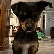 Chicharrón joined the competition — help win amazing prizes! dog, indoor, living_room, furniture, brown_fur, black_fur, pet, floor, child, couch, home_decor, window, curtains, cabinet, person, seated, toy, wall_art, household, cozy