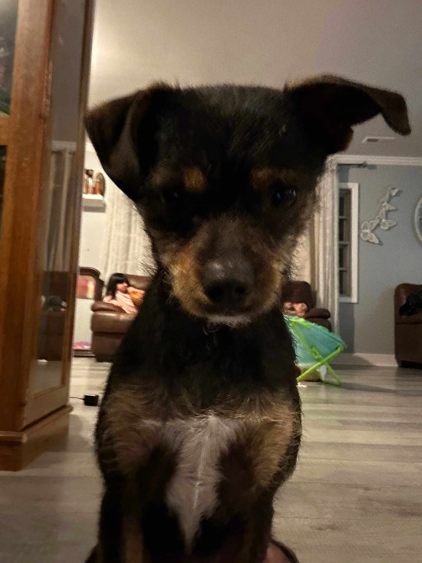 Chicharrón joined the competition — help win amazing prizes! dog, indoor, living_room, furniture, brown_fur, black_fur, pet, floor, child, couch, home_decor, window, curtains, cabinet, person, seated, toy, wall_art, household, cozy