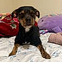 Chicharrón is registered to the contest to win money with this photo: dog, small_dog, black_shirt, bed, blanket, floral_pattern, plush_toy, purple_toy, resting, closed_eyes, indoors, cozy, fur, pet, animal, sleepy, comfort, relaxed, lying_down, cute