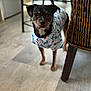 dog, indoor, floor, shirt, pet, animal, curious, furniture, wooden_floor, small_dog, black_dog, brown_dog, clothing, standing, looking_at_camera, domestic, cute, casual, home, closeup
