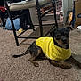 dog, yellow_sweater, carpet, chair, bag, room, indoor, pet, small_dog, curious, furniture, clutter, floor, sitting, brown, black, domestic_animal, resting, cozy, casual