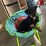 dog, puppy, baby_chair, blue, green, indoor, floor, kitchen, fridge, toy, cartoon_character, seat, pet, small_dog, brown, black, wooden_floor, home, furniture, room