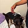 dog, pet, bed, blanket, hand, person, shirt, indoor, animal, fur, paw, small_dog, brown, black, textile, home, comfort, resting, domestic, canine