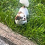 animal, brown_spots, cute, daylight, dog, fluffy_tail, grass, greenery, nature, outdoor, park, pet, playful, small_dog, stones, summer, tongue_out, walking, white_dog, wooden_log