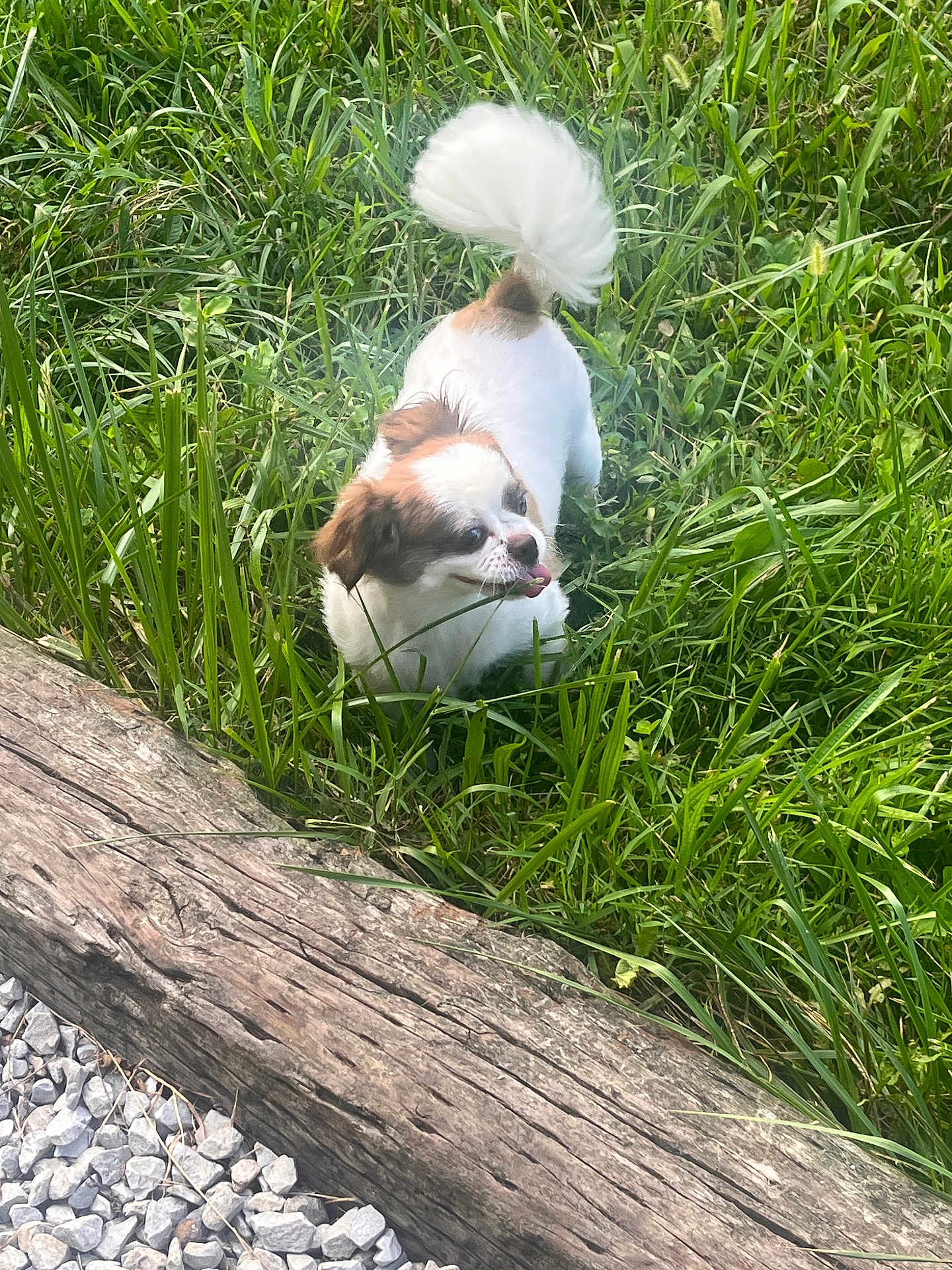 Little Girl