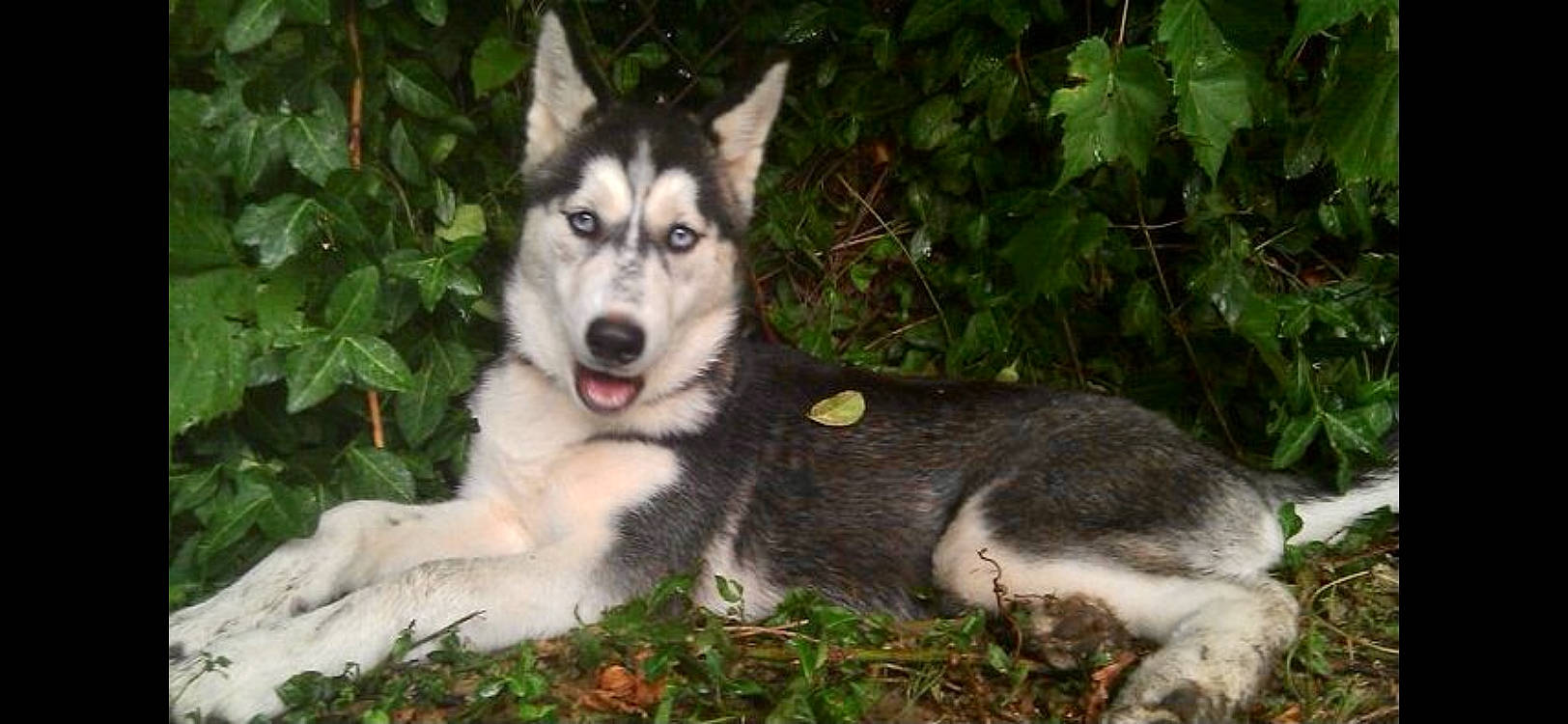 Kami joined the competition — help win amazing prizes! ancient_dog_breeds, canidae, canis, carnivore, companion_dog, dog, dog_breed, fur, grass, plant, sled_dog, snout, sporting_group, terrestrial_animal, wildlife, wolf, working_animal, working_dog