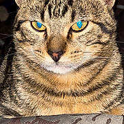 Niko joined the competition — help win amazing prizes! animal, calm, cat, close_up, cute, domestic_animal, face, feline, fur, indoor, looking, mammal, patterned_fabric, pet, portrait, resting, striped, tabby, whiskers, yellow_eyes