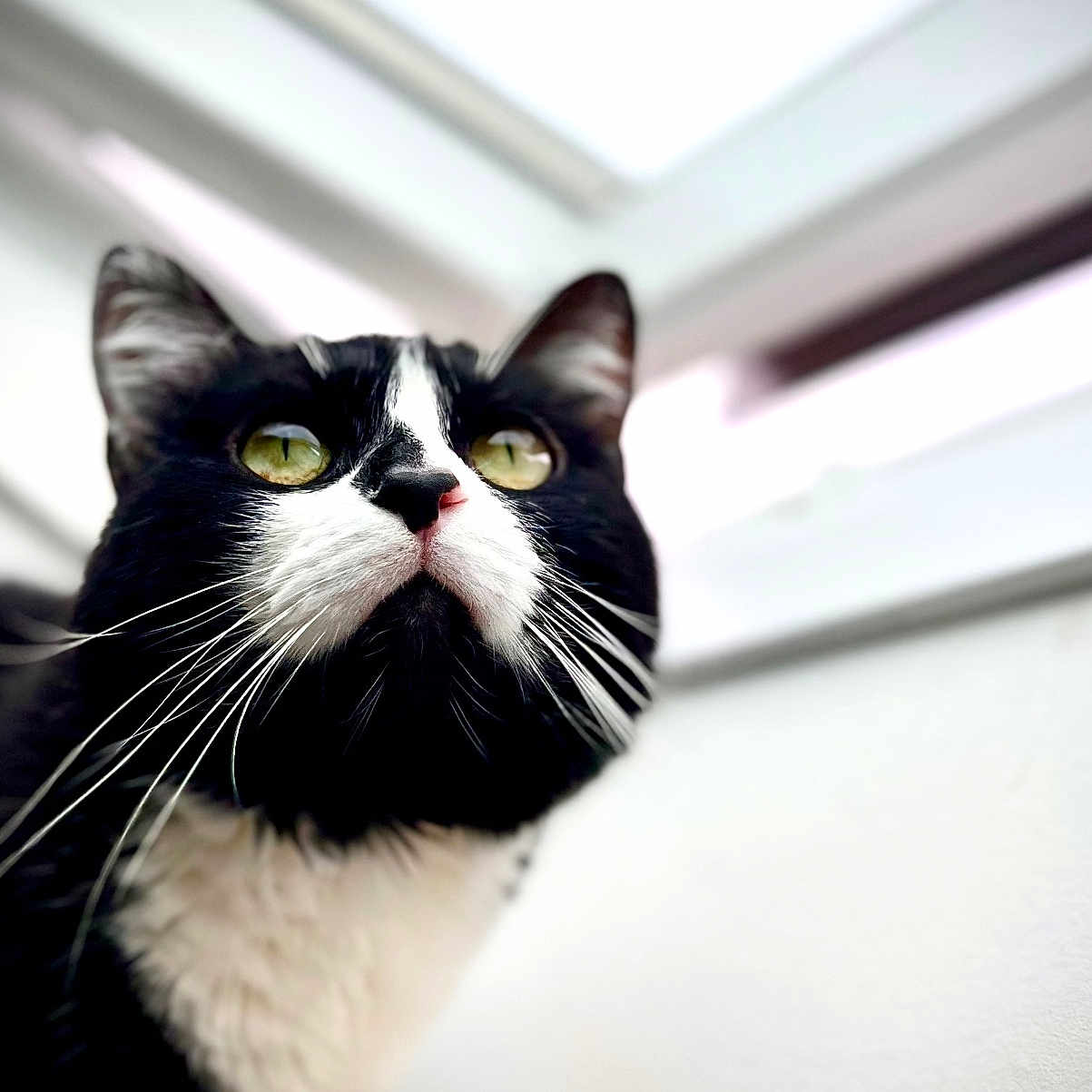 Pixy