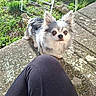 Kiki a rejoint le concours — aidez-le/la à gagner de superbes lots ! dog, small_dog, fluffy, white_and_gray, long_hair, large_ears, brown_eyes, black_nose, outdoor, garden, patio, concrete, lichen, greenery, plants, sunlight, metal_frame, pet, standing, portrait