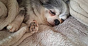 Kiki a rejoint le concours — aidez-le/la à gagner de superbes lots ! dog, sleeping, small_dog, fluffy, long_hair, white_and_gray, puppy, paw, animal, pet, cozy, blanket, bed, indoors, resting, relaxed, cute, portrait, soft_texture, home
