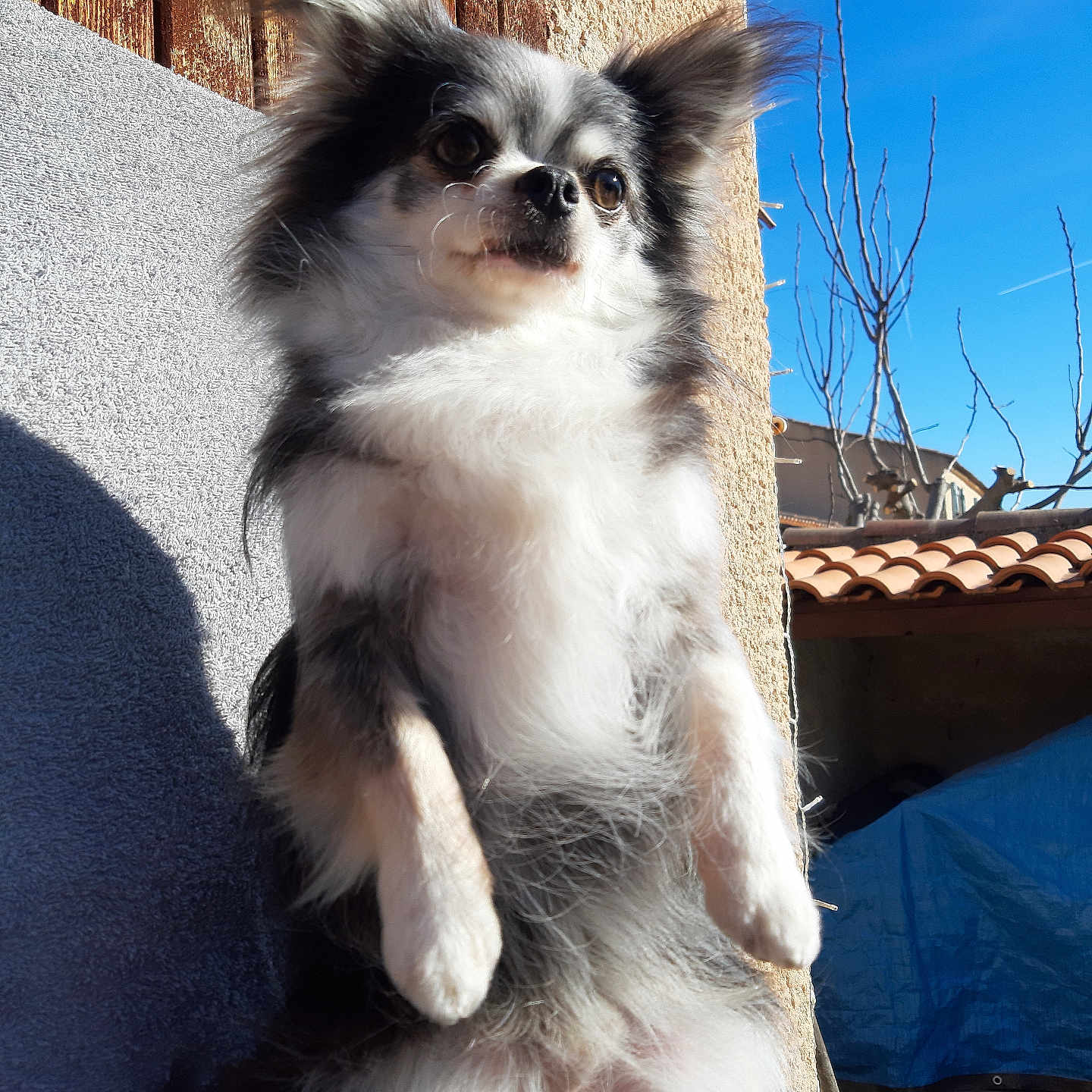Kiki